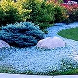 Benoon Garten-Blumensamen, 400 Stück/Beutel, kriechender Thymian-Samen, hohe Ergiebigkeit, einfach zu wachsen, mehrjährig, Bonsai-Samen für Rasen, Hellblau
