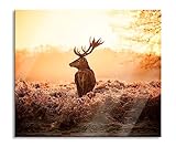 Stolzer Hirsch Herdabdeckplatte & Spritzschutz aus Echtglas | Für Herd-Kochfelder | 60x52 cm