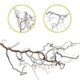 Langer, aufregend verschnörkelter Deko AST zum Aufhängen aus Korkenzieherhasel | Dekozweige für Bodenvase ca. 80cm - 100cm | Die Äste Werden von Uns selbst geerntet, Absolute Premiumqualität