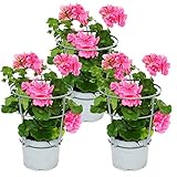 Geranien hängend - Pelargonium peltatum - 12cm Topf - Set mit 3 Pflanzen - rosa