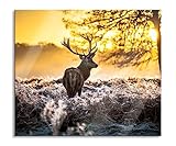 Hirsch im Wald Herdabdeckplatte & Spritzschutz aus Echtglas | Für Herd-Kochfelder | 60x52 cm