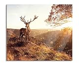 Pixxprint Anmutiger Hirsch bei Sonnenuntergang Herdabdeckplatte & Spritzschutz aus Echtglas | Für Herd-Kochfelder | 60x52 cm