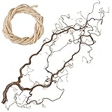 Echter, toll verschnörkelter Deko Ast zum Aufhängen aus Korkenzieherhasel | Dekozweige für Bodenvase ca. 80cm - 90cm | Die Äste werden von uns selbst geerntet, Absolute Premiumqualität