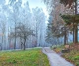 AluVerbund-Bild 40 x 30 cm: Herbstlandschaft im Park Bäume mit Raureif, die im Wind wehen(116848765)