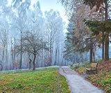 AluVerbund-Bild 40 x 30 cm: Herbstlandschaft im Park Bäume mit Raureif, die im Wind wehen(116848765)