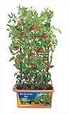 Mini Bio Garden Classic Blumenkästen zum Gemüseanbau - 50L