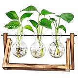 LESES Tisch Glasvasen, Luftpflanze Terrarium Zwiebel Glas Pflanzer mit Holz deko Propagationsstationen für Hydroponik Pflanzen Büro Hausgarten Dekor - 3 Zwiebel Vase