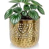 Vilde Übertopf Blumentopf Pflanzentopf Blumenvase Vase Blumen dekorativ aus Metall Gold 14x14,5 cm