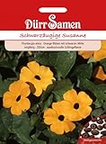 Schwarzäugige Susanne Samen Schlingpflanze Kletterpflanze Orangefarbige Blüten ca 30 Korn Saatgut Blumensamen Garten Hochbeet Kübel Dürr Samen