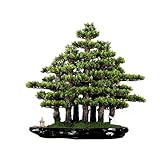 TONPOP Künstlicher Bonsai-Baum, künstlicher Bonsai-Baum, grün, große Dekoration, Simulation, Willkommenskiefer, Bonsai-Baum, Büro, Wohnzimmer, Desktop-Dekoration, kün