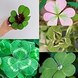 100 pcs glücksklee samen geschenk, dekopflanzen winterharte stauden mehrjährig pflanzenkübel pflanzendeko deko pflanzen garten geschenke für frauen balkonpflanzen winterhart seed