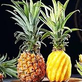 200 Pcs Ananas Samen Pflanzensamen, Sämereien Alte Sorten Ananas Comosus Plants, Sukkulenten Samen Säulenobstbäume, Garten Winterharte Pflanzen, Samen Balkon Säulenobst Winterhart,