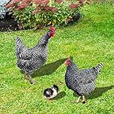 Huhn Gartendeko Huhn Gartenfiguren Dekoration Garten Huhn Deko Lustiger Garten Huhn Familie Ornament Huhn Gartenstatue Outdoor Garten Tierfigur Huhn Gartenstecker (Multicolor-3PC, Einheitsgröße)