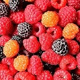 50 Stücke Himbeersamen Winterhart - Rasberry - Säulenobstbäume, Geschenke Für Gartenfreunde (Rubus Idaeus) Exotische Pflanzen, Zimmerpflanzen Samen Obst Samen, Bonsaibaum Deko Obst,