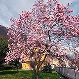 20 pcs magnolienbaum winterhart samen, blumensamen geschenk pflanzenkübel Magnolia denudata,magnolie magnolien dankeschön geschenke klein bloom winterharte kübelpflanzen flowers balkonpflanzen