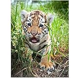 DIY Diamant Painting Bilder,5D Diamond Painting,Strass Leinwand Kreuzstich Stickerei Malen nach Zahlen Diamond Art Painting für Schlafzimmer Büro Wand Dekoration Tiger-Tiere Round drill,90x110cm