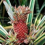 80 Pcs Ananas Samen Winterharte Stauden, Gartenpflanzen Ananas Comosus Bonsai Topf, Garden Winterharte Pflanzen, Samen Balkon Säulen Obstbäume, Stauden Winterhart Mehrjährig Samen