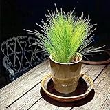 20 pcs samen federgras winterhart mehrjährig, winterharte kübelpflanzen,Stipa tenuissima,Ziergras ziergräser balkonpflanzen winterhart gewächshaus balkon mini garten pflanzenkübel