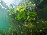 H2O-Pflanze Wasserreinigende Teichpflanzen Set | winterharte Arten | Gärtner-Qualität aus Deutschland | Unterwasser-Klärpflanzen | Sauerstoffpflanzenn