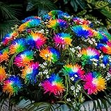 Chrysantheme Samen Blumenmischung Exotische Pflanzen Blumensamen Blumenwiese Chrysanthemen Winterhart MehrjäHrig Pflanzen Blumen Deko Gartenpflanzen SträUcher Herbstpflanzen 50 Pflanzensamen