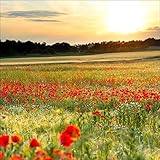 Pro-Art-Bilderpalette Poppyfield Glas-Art, bunt, 80 x 80 x 1.5 cm