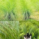 500 pcs federgras samen - Seltene Pflanzen serie, plant garten geschenke für frauen,Stipa tenuissima,Ziergras ziergräser zimmerpflanzen wenig lichtbedarf pflanzenkübel balkon hochbeet