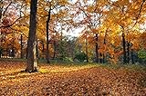 VLIES Fototapete-WALD-(3081JM)-250x186 cm-Foto-Kunst Bäume Holz Birken Forst Hain Tann Lichtung Natur Herbst Weg See Landschaft Panorama Wandtapete
