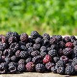200 Stücke Himbeersamen Winterhart - Rasberry - Obst Samen, Bonsaibaum (Rubus Idaeus) Obstbaum, Bonsai Samen Indoor Säulenobstbäume, Geschenke Für Gartenfreunde Säulenobst, Gewächshaus