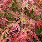 Acer palmatum 'Phoenix' |Japanischer Ahorn-Laubbaum-Gartenpflanzenbaum im Topf