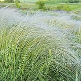 200 pcs federgras samen - Seltene Pflanzen serie, dekoration wohnzimmer gartenpflanzen,Stipa tenuissima,Ziergras ziergräser pflanzenkübel balkon hochbeet pflanztöpfe deko pflanze