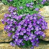 550 Stück blaukissen violett winterhart mehrjährig pflanze samen Aubrieta cultorum winterharte kübelpflanzen schmetterlingsflieder flower winterfeste pflanzen für kübel hochbeett seeds